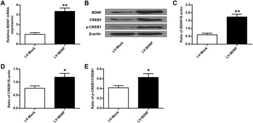 Figure 6 BDNF, CREB1 and p-CREB1 protein expression levels in rat hippocampus after LV-BDNF treatment. (A) BDNF mRNA expression level in rat hippocampus treated with LV-BDNF. (B) The effects of LV-BDNF regulation on BDNF, CREB1 and pCREB1 protein expression levels in the hippocampus of rats. (C–E) Quantitative analysis of BDNF, CREB1 and pCREB1 protein levels. n = 6. *P<0.05, **P<0.01 vs LV-MOCK group.
