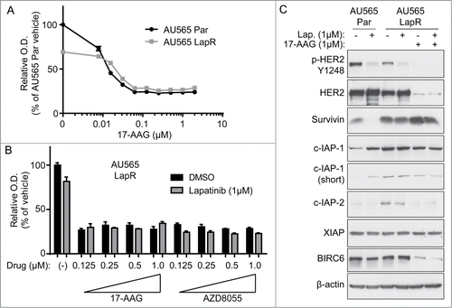 Figure 5. Hsp90 blockade inhibits the growth of lapatinib-resistant cells. (A) AU565 parental and LapR cells were treated with indicated concentrations of 17-AAG for 3 days, followed by MTT assay. All reading were normalized to vehicle-treated AU565 parental cells. (B) AU565 LapR cells were treated with indicated drugs for 3 days, followed by MTT assay. (C) Cells were treated with indicated drugs for 2 days, followed by protein gel blot analysis. Error bars on all graphs indicate s.e.m.