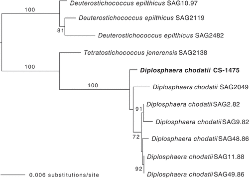 Fig. 2. Phylogenetic position of the lichenized Australian strain CS-1475 of Diplosphaera chodatii based on the nuclear ribosomal SSU-ITS region and a Maximum likelihood criterion. Support values are shown above or below the branches.