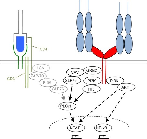 Figure 3 Simplified scheme of downstream signaling events initiated upon CD28 and TCR ligation.