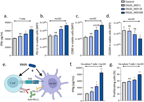 Figure 6. F. prausnitzii EXL01 boost activation of dendritic cells and T cells in the presence of anti-PD-L1.