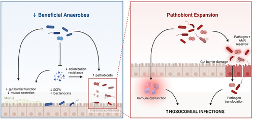 Figure 3. Mechanisms linking gut microbiota dysbiosis with hospital-acquired (nosocomial) infections in critical illness. The loss of commensal anaerobes contributes to breakdown of gut barrier integrity, as well as impaired colonization resistance against pathobiont taxa. Expansion of pathobionts (eg. Enterobacteriaceae), coupled with impaired epithelial barrier integrity and systemic immune dysfunction, enables the development of invasive infections by both gut pathobionts (through translocation and dissemination) as well as other pathogens due to impaired systemic immune defense. Created in BioRender.com.