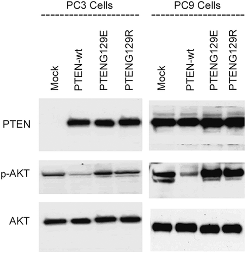 Figure 3.  Western blot analysis of transiently transfected PC9 and PC3 cells. Figure represents the transient expressions of Mock, PTENwt, PTENG129E and PTENG129R and the effect of these expressions on AKT activity in NSCLC PC9 and PC3 cell lines.