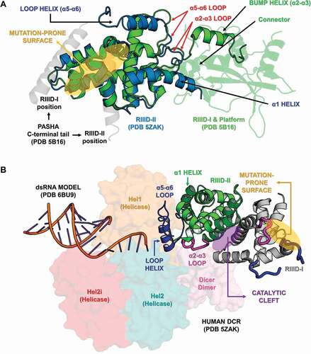 Figure 10. Variabilities within the Ribonuclease-III domain (RIIID). (A) Depiction of all the different features we found in insect RIIIDs; this was achieved by superposing the second RIIID subunit (in blue) of human DCR (PDB ID: 5ZAK) onto the first RIIID subunit (in green) of human DROSHA (PDB ID: 5B16). The Platform domain of human DROSHA was kept in the image (green transparency) to show how the Connector helix acts as surrogate for helix α1 in the first RIIID subunit of DCR and DROSHA proteins. The Bump helix is a unique feature of DROSHA proteins, which display a long insertion in the α2-α3 loop. The Loop helix is typically found in the α5-α6 loops of RIIIDs belonging to DCR proteins. The mutation-prone surface was identified in insects and is composed by the C-terminal regions of helices α3, α5 and α7. In human DROSHA, this region has been shown to bind the C-terminal tail of PASHA at two different positions, depending on which of the two RIIID subunits the binding event occurs. (B) Overview of RIIID features in the context of DCR proteins. The Loop helix from RIIID-II interacts with the Hel1 and Dicer Dimer domains. The N-terminal region flanking the Loop helix makes extensive contact with the α2-α3 loop of RIIID-II, while the flanking C-terminal region can potentially interact with the Hel2 subdomain when DCR is in the ATP-bound conformation, or with dsRNA being threaded through the Helicase domain. The α1 helix of RIIID-II is prone to accumulate mutations and located opposite to the catalytic sites; this region forms a solvent-exposed surface in-between the Hel1 domain and the rest of RIIID-II. In RIIID-I, a mutation-prone, solvent-exposed surface is formed by the C-terminal region of α2 and the unresolved region between α5 and the ‘Loop helix’. Just for illustrative purposes, a dsRNA molecule was modelled onto the structure of human DCR using the dsRNA from PDB 6BU9 as template