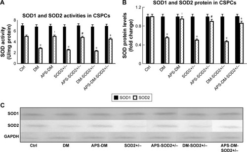 Figure 6 APS enhanced SOD2 enzyme activities and protein levels of CSPCs in diabetes.