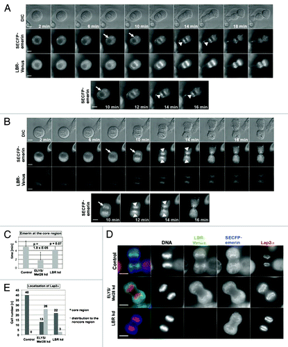 Figure 5. The depletion of the LBR does not inhibit focusing of emerin and Lap2α at the core region. Live imaging was performed with cells stably expressing LBR-Venus/SECFP-emerin, like described in Figure 1. (A) Untreated cells (control). (B) Cells depleted of LBR by RNAi for 48 h (LBR kd). Arrowheads show SECFP-emerin accumulating at the core region, and arrows show initial targeting of SECFP-emerin to the chromosomes. Scale bars = 10 µm. (C) The duration time of SECFP-emerin at the core region as observed in live imaging in Figures 1A and B, 5A and B (n = 24 for the control, n = 15 for the ELYS/Mel28 kd, n = 10 for the LBR kd). (D) Endogenous Lap2α was examined by IF staining in HeLa cells stably expressing LBR-Venus/SECFP-emerin depleted of ELYS/Mel28 as in Figure 1B, or depleted of LBR as in Figure 5B. Scale bars = 10 µm. (E) Quantification results of D are shown. Control cells (n = 40), ELYS/Mel28 kd (n = 39) and LBR kd cells (n = 25).