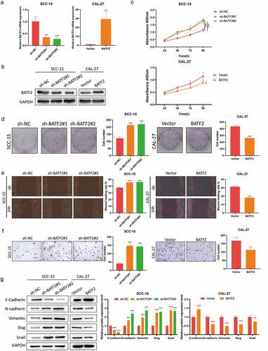 Figure 2. Effect of BATF2 on TSCC cell proliferation, migration and invasion.