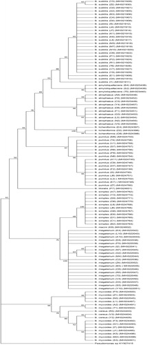 Figure 2. Phylogenetic tree of antagonistic Bacillus spp. based on 16S rRNA sequences constructed using Neighbour-joining and MEGA v.7.