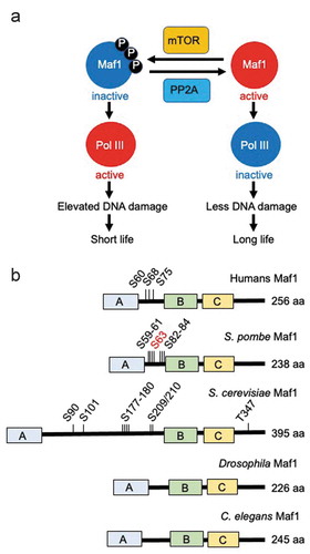 Figure 2. Maf1 phosphorylation dictates lifespan. (a) Maf1 is regulated by the TORC1 kinase via phosphorylation. This phosphorylation is reversed by PP2A phosphatases. Maf1 inactivation results in Pol III activation and elevated DNA damage, and thus lifespan shortening. Maf1 activation inactivates Pol III to limit DNA damage, leading to longer lifespan. (b) Schematic drawing of Maf1 orthologs from humans, S. pombe, S. cerevisiae, Drosophila, and C. elegans. Phosphorylation sites and total amino acid numbers are shown
