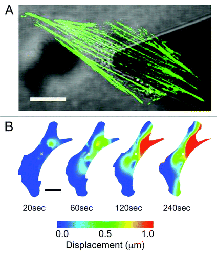 Figure 1. Applying local mechanical forces to living NIH3T3 cells with simultaneous AFM and LSCM. (A) An NIH3T3 cells transiently expressing actin-EGFP. The AFM cantilever is positioned above the cell nucleus and used to apply local nanonewton forces. (B) Heat map lateral actin deformation in a cell exposed to a 20nN stimulus at the position marked with an ‘x’. Highly localized deformations take place far form the point of contact and evolve in time. Experimental details in reference Citation11. Figure adapted from reference Citation11. Scale bars in both (A) and (B) are 15 μm.