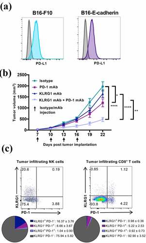 Figure 2. Combination KLRG1 and PD-1 therapy synergizes to decrease B16-E-cadherin tumor burden