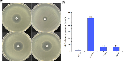 Figure 3 Streptomycin resistance phenotype in mutants N59H and K204Q. (A) Changes in inhibitory zone of streptomycin sensitive paper by mutants N59H and K204Q. (B) Changes in MIC values of streptomycin in mutants N59H and K204Q.