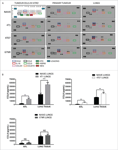 Figure 2. The lungs of mice bearing metastatic breast tumors express increased levels of CCL8. (A) Chemokine arrays of lysates from in vitro tumor cells, the primary tumor and lungs from 4T1, 4T07 or 67NR tumor-bearing mice as well as the corresponding naive tissues (mammary fat pad and lungs). The lungs of tumor bearing mice produce increased CCL8 relative to naive lungs. CCL8 was also expressed by the 4T1 and 4T07 tumors but not the corresponding cell lines in vitro. (B) CCL8 levels were quantified using an ELISA for the bronchoalveolar lavage (BAL) and lung lysate from naive mice and mice bearing 4T1, 4T07 or 67NR tumors, n = 6. Significance denotes comparison of the experimental group to the equivalent organs in naive mice analyzed using a Student's unpaired two-tailed t-test *p < 0.05, **p < 0.01, NS = not significant.