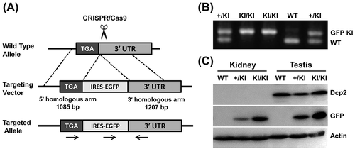 Figure 2. Dcp2 mRNA is not silenced in kidneys of adult mice. (A) Schematic representation of the Dcp2-IRES-EGFP knock-in strategy using CRISPR/Cas9. (B) Genotyping of Dcp2-IRES-EGFP mice using primers indicated in (A). (C) Dcp2 and EGFP protein expression in kidneys and testes of 6-week-old mice was determined by Western blot. β-actin was used for normalization. WT, wild type; KI, EGFP knock-in.