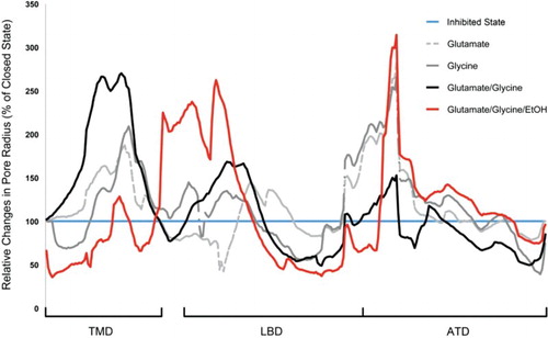 Figure 2. Ligand-induced relative changes of the pore radius of the NMDA receptor averaged over the last 10 ns of simulation. The structure of the relaxed, ligand and Mg2+-free (inhibited or ‘closed’) receptor is considered as the reference for conformational changes of the receptor. Glutamate and glycine induce an intermediate widening of the receptor in the TMD of approximately 210%, while the simultaneous action of both co-agonists increases the TMD radius to 270% in comparison the inhibited state. Ethanol molecules induce a unique widening of the LBD, which may decrease the binding probability of glutamate. The concurrent action of both co-agonists further stabilises the ATD.