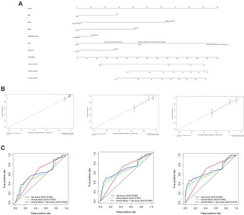 Figure 7 The nomogram to predict 1-, 3‐ or 5‐year OS and prognostic value of hub genes. (A) The nomogram for predicting proportion of patients with 1-, 3‐ or 5‐year OS. (B) The calibration plots for predicting patient 1-, 3‐ or 5‐ year OS. Nomogram‐predicted probability of survival is plotted on the x‐axis; actual survival is plotted on the y‐axis. (C) 1-, 3‐ or 5‐ year ROC curve analysis of the hub genes according to risk score and clinical factors.