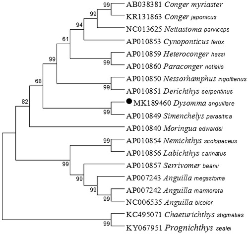 Figure 1. Neighbor Joining (NJ) tree of 17 Anguilliformes species based on 12 PCGs encoded by the heavy strand. The bootstrap values are based on 1000 resamplings. The number at each node is the bootstrap probability. The number before the species name is the GenBank accession number. The genome sequence in this study is labeled with a black spot.