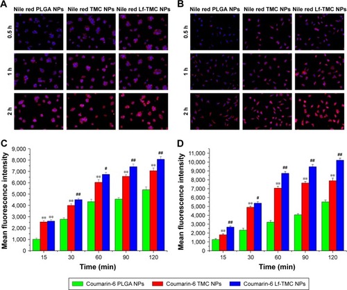 Figure 7 Cellular uptake of NPs. Fluorescence microscopy images of cellular uptake of Nile red NPs in 16HBE (A) and SH-SY5Y cells (B); original magnification ×200. Mean fluorescence intensity on flow cytometry of coumarin-6 NPs in (C) 16HBE and (D) SH-SY5Y cells. Values represent the mean ± SD (n=3). Statistically significant differences with PLGA NPs are marked with ** for p<0.01. Statistically significant differences with TMC NPs are marked with # for p<0.05 and ## for p<0.01.Abbreviations: PLGA, polylactide-co-glycoside; Lf, lactoferrin; TMC, N-trimethylated chitosan; NPs, nanoparticles.