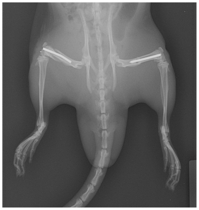 Figure 1 Surgical stabilization radiograph (General Electronic model Discovery XR650, Fairfield, CT) following injury and euthanization, demonstrating typical femur fracture pattern caused by the blunt guillotine and appropriate placement of intramedullary fixation.