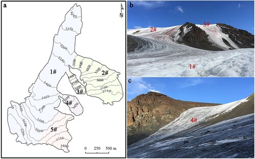 Figure 5. (a) The subregional divisions on Muz Taw Glacier and (b), (c), photographs taken on August 15, 2018, illustrating the variability of summer surface cover in different subregions on the same day. (b) The transition from clean ice in the #1 subregion to brownish-red ice in the #2 and #3 subregions. (c) Dark ice in the #4 subregion.