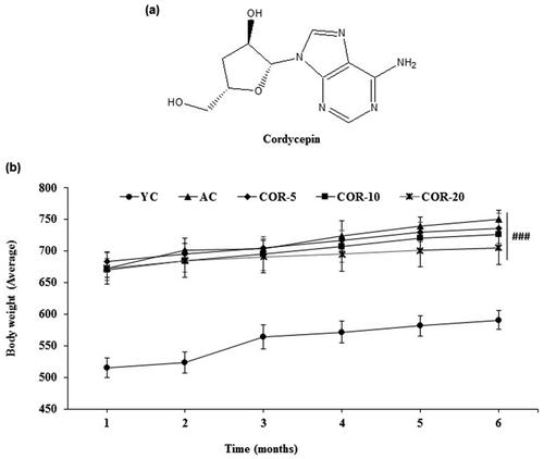 Figure 1. Effect of COR on body weight increments. (a) Structure of cordycepin; (b) Total body weight increments during the course of the study in YC, AC, COR-5, COR-10, and COR-20 groups. Each point represents the mean ± SD (n = 10). ###p < 0.001 compared with YC group. YC: young control, AC: aged control, COR-5: aged rats plus cordycepin 5 mg/kg treated group, COR-10: aged rats plus cordycepin 10 mg/kg treated group and COR-20: aged rats plus cordycepin 20 mg/kg treated group.