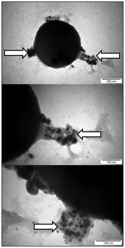 Figure 5 Interaction between Staphylococcus aureus and silver nanoparticles. Arrows indicate nanoparticles located at specific points on the cells, attached to the substance released by microorganisms.