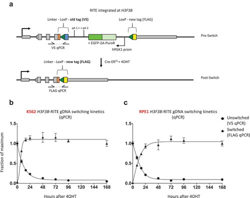 Figure 3. Efficiency of Cre-ERT2 mediated H3.3 tag-switching at the DNA level. (a) Overview of H3F3B-RITE locus before and after Cre-LoxP recombination (tag-switching). (b and c) qPCR on genomic DNA to determine tag-switching efficiency in (b) K562 and (c) RPE1 cells. Unswitched and switched qPCR signals were normalized to a control region (MYC exon 3) to normalize for input gDNA. For the unswitched fraction, the qPCR signal at 0 h was set to 1, while for the switched fraction the qPCR signal at 168 h was set to 1, and a sigmoidal curve was fitted to the data points.