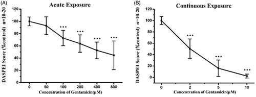 Figure 7. Gentamicin induced different amount of damage dependent on the time of exposure. Loss of DASPEI staining in neuromasts as a function gentamicin concentration is shown as compared to the mocktreated controls. The 5 dpf zebrafish larvae was immersed in EM containing a series concentrations of gentamicin for 1 h (acute exposure) (A) or for 6 h (continuous exposure) (B) respectively then stained by 0.005% DASPEI for 20 min. Recovery time (1 h) before DASPEI staining was needed in acute exposure while was not necessary in continuous exposure (one-way ANOVA, ★★★p < .001 compared with control).