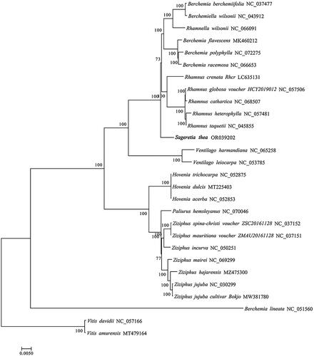 Figure 3. Phylogenetic tree of 26 species of rhamnaceae family based on complete chloroplast genomes. Two taxa (vitis davidii and vitis amurensis) as outgroups. The species are: Sageretia thea (OR039202), berchemia berchemiifolia (NC_037477; Cheon et al. Citation2018), berchemiella wilsonii (NC_043912; Li et al. Citation2019), rhamnella wilsonii (NC_066091), berchemia flavescens (MK460212; zhu et al. 2019), berchemia polyphylla (NC_072275), berchemia racemosa (NC_066653), rhamnus crenata (LC635131), rhamnus globosa (NC_057506; Xie et al. Citation2020), rhamnus cathartica (NC_068507), rhamnus heterophylla (NC_057481; Li et al. Citation2020), rhamnus taquetii (NC_045855; jin et al. 2020), ventilago harmandiana (NC_065258), ventilago leiocarpa (NC_053785), hovenia trichocarpa (NC_052875; Li et al. Citation2020), hovenia dulcis (MT225403; Li et al. Citation2020), hovenia acerba (NC_052853; Zhang et al. Citation2020), paliurus hemsleyanus (NC_070046), ziziphus spina-christi (NC_037152), ziziphus mauritiana (NC_037151), ziziphus incurva (NC_050251), ziziphus mairei (NC_069299), ziziphus hajarensis (MZ475300), ziziphus jujuba (NC_030299; Ma et al. Citation2017), ziziphus jujuba cultivar bokjo (MW381780), berchemia lineata (NC_051560; Xie et al. Citation2020), vitis davidii (NC_057166; Tian et al. Citation2019), vitis amurensis(MT479164; Guo et al. Citation2020).