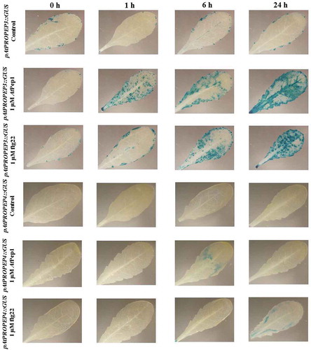 Figure 9. Patterns of GUS staining in leaves of Arabidopsis carrying pAtPROPEP3::GUS and pAtPROPEP4::GUS reporter constructs, treated with 1 μM AtPep1 and 1 μM flg22. 0 h: 0 time point; 1 h: one hour after treatment; 6 h: six hours after treatment; 24 h: 24 hours after treatment.