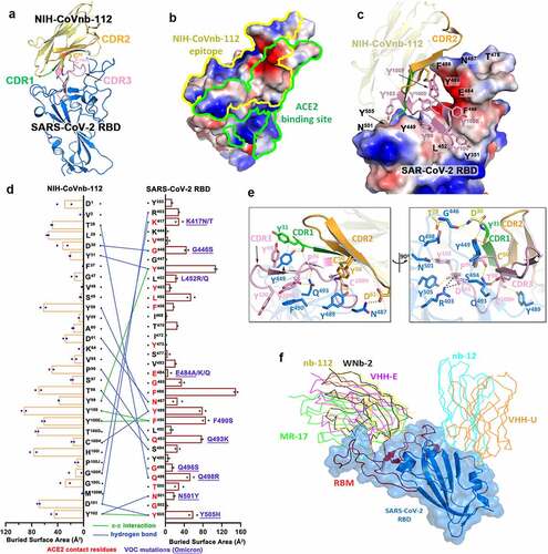 Figure 1. Molecular basis of SARS-CoV-2 spike recognition by NIH-CoVnb-112. (a) Crystal structure of NIH-CoVnb-112:SARS-CoV-2 RBD complex. The framework of NIH-CoVnb-112 is shown as yellow ribbons with the CDR1, CDR2, CDR3 colored green, Orange and pink, respectively. The SARS-CoV-2 RBD is colored blue. (b) Comparison of the RBD-contact footprint of NIH-CoVnb-112 and ACE2. The contact surface area is indicated by yellow and green lines for NIH-CoVnb-112 and ACE2, respectively, over the molecular surface of RBD. The electrostatic potential is displayed over the RBD surface and colored for negative (red), positive (blue), and neutral (white) electrostatic potential, respectively. (c) Enlarged view into the NIH-CoVnb-112:RBD interface. NIH-CoVnb-112 is shown as a ribbon with the same color scheme as (a) and the SARS-CoV-2 RBD is displayed as an electrostatic potential surface. (d) The interaction network at the NIH-CoVnb-112:RBD interface. The individual nanobody:RBD contacts are shown as lines with the diagram of buried surface area for individual interface residue shown on the sides. Hydrogen bonds and π -π stacking interactions are shown as blue and green lines, respectively. The ACE2 contact residues within the nanobody epitope are highlighted in red. The RBD mutations for SARS-CoV-2 variants are denoted in dark red with the Omicron mutations underlined. (e) Orthogonal views of the interaction network between NIH-CoVnb-112 and RBD. CDR residues are colored as in (a) and the RBD residues are colored in blue. Hydrogen bonds and salt bridges are denoted as yellow and black broken lines, respectively. (f) Comparison of the mode of RBD recognition by NIH-CoVnb-112 to other RBD-specific nanobodies. The NIH-CoVnb-112-RBD complex was superimposed (based on the RBD) to five published RBD complex structures of RBD-specific nanobodies, including WNb-2 (PDB: 7LDJ), VHH-E (7KN5), MR17 (7CAN), Nb12 (7MY3), and VHH-U (7KN5). The SARS-CoV-2 RBD is shown in a semi-transparent blue surface with the receptor-binding motif (RBM) highlighted in red. Other nanobodies are shown with colored lines as labeled.