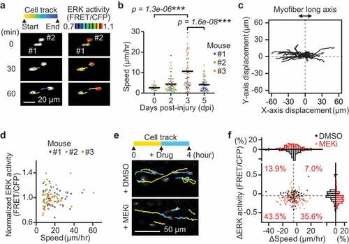 Figure 2. Instantaneous ERK activity regulates migration in some but not all myogenic cells. (a) Representative time-lapse images of myogenic cells (white dots) and their cell tracks (pseudo-colored lines) (left). FRET/CFP ratio images of myogenic cells (IMD mode dots) and their cell tracks (white lines) (right). (b) Migration speed of myogenic cells, which was calculated from the displacement of EKAREV-NLS centroids and divided by the time. Data for cells with more than one hour of tracking is shown. Each color represents data from a single mouse (bars, averages; N = 3 mice for each day; ***p < 0.001). (c) Representative cell tracks for 2 hours. X-axis corresponds to the long axis of myofibers. (d) Scatter plot of normalized ERK activity (FRET/CFP) against migration speed in migrating myogenic cells. Myogenic cells with a speed of more than 7 µm/hr were defined as “migrating” and taken into account. ERK activity was normalized by the averaged ERK activity of each mouse. Each color represents data from a single mouse (N = 3 mice). (e) Representative images of myogenic cells (white dots) and their cell tracks (two-colored lines). Yellow lines indicate cell tracks during the first two hours. Blue lines indicate cell tracks during the latter two hours after treatment with DMSO (1 mL/kg) or a MEK inhibitor (PD0325901, 5 mg/kg). (f) The difference in migration speed and ERK activity in myogenic cells, calculated by subtracting values before MEKi treatment from values after MEKi treatment. Gray dashed lines indicate the median of ERK activity and migration speed in DMSO group. Percentages of each cell groups after MEKi treatment are indicated in the scatter plot. Histograms of the difference in migration speed and ERK activity are shown at the top and right side of the figure, respectively (N = 4 mice for DMSO group; N = 3 mice for MEKi group)