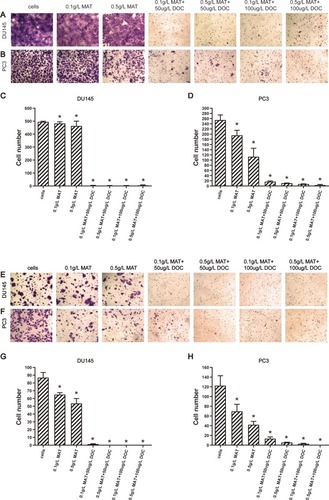Figure 2 Matrine in combination with docetaxel impairs the invasion and migration of prostate cancer cells. (A–D) Representative images (A, B) and plots of the number (C, D) of invaded DU145 (A, C) and PC-3 cells (B, D) per 10,000 seeded cells. (E–H) Representative images (E, F) and plots of the number (G, H) of migrated DU145 (E, G) and PC-3 cells (F, H) per 10,000 seeded cells in the presence of different concentrations of matrine and docetaxel for 48 hrs. *P≤0.05.