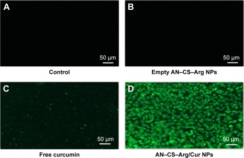 Figure 13 Fluorescence microscopic images of the uptake of HT-29 cells of free Cur and AN–CS–Arg/Cur NPs after incubation with 7.5 μg/mL at 37°C for 3 hours.Notes: (A) Fluorescence images of control cells (without any treatment); (B) Cells treated with blank AN-CS-Arg NPs; (C) Cells treated with free Cur solution; and (D) Cells treated with AN-CS-Arg/Cur Nps. Original magnification 100×.Abbreviations: AN, acrylonitrile; Arg, arginine; CS, chitosan; Cur, curcumin; NPs, nanoparticles.
