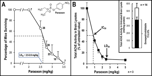 Figure 1 The effect of exposing mice to increasing levels of paraoxon. (A) Determination of an LD50 for paraoxon (structure shown in the upper right). Paraoxon at the indicated level was injected intraperitoneally (IP) and the percentage of mice surviving recorded. An LD50 of approximately 2.5–2.6 mg/kg was observed here. Numbers by the data points indicate the number of mice represented by that data point. (B) Total cholinesterase activity was determined in lysates of whole brains derived from paraoxon-exposed mice (n=3). The apparent IC50 for paraoxon as an inhibitor of brain cholinesterase activity was ~0.8 mg/kg. The inset shows that approximately three-quarters of the total cholinesterase activity measurable in whole brain lysates from naïve mice was inhibited by donepezil. Both AChE and BChE contribute to total cholinesterase activity in the assay since both hydrolyze the substrate acetylthiocholine. AChE is selectively inhibited by donepezil.Citation42.