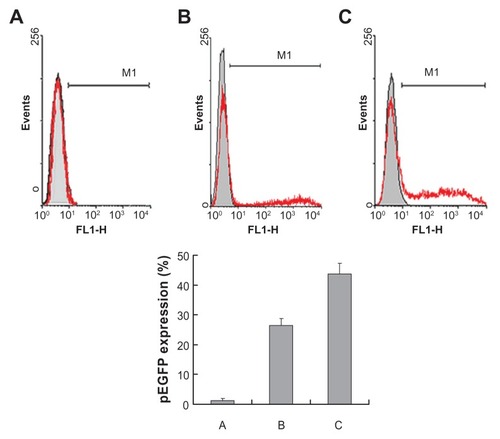 Figure 8 Flow cytometry analysis of Kupffer cells transfected by naked pEGFP (A), Lipo-pEGFP (B), and M-PEG-PE-Lipo-pEGFP (C) in vivo. Gene expression was examined 48 hours following injection.Abbreviations: M-PEG-PE, mannosylated polyethylene glycol-phosphatidylethanolamine; Lipo, Lipofectamine™; pEGFP, green fluorescence protein plasmid.