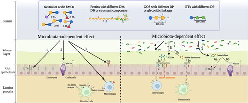 Figure 3. Different structures of individual hMOs and commonly applied NDCs in infant formulas regulate the intestinal immune barrier in a microbiota-independent and microbiota-dependent manner. According to the microbiota-independent effects, they directly 1. support the gut integrity by enhancing tight junctions (TJs); 2. strengthen the mucus layer by stimulating the goblet cells to release mucins; 3. modulate the immune response by interacting with receptors expressed on epithelial cells or immune cells such as Toll-like receptors (TLRs), DC-SIGN receptors, galectin receptors, and Siglecs receptors. These complex carbohydrates can also regulate the intestinal immune barrier in a microbiota-dependent way. 4. They directly modulate the gut microbiota composition. 5. They are fermented by gut microbiota resulting in the production of short-chain fatty acids (SCFAs). 5a. SCFAs exert immunomodulatory effects by interacting with G protein-coupled receptors (GPCRs) or inhibiting histone deacetylases (HDACs). 5b. The intake of hMOs or NDCs may influence the production of indole derivatives. 5c. Indole derivatives also have immunomodulatory functions by interacting with aromatic hydrocarbon receptors (AhR) or pregnancy-X-receptors (PXR). 6. These metabolites such as SCFAs and indoles can improve the gut barrier by upregulating TJs (6a) and enhance the mucus layer by increasing mucins secretion (6b).
