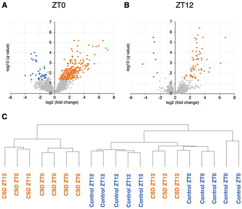 Figure 2. Volcano plots of miRNAs affected by CSD in mouse saliva. Saliva collected at (A) ZT0 and (B) ZT12 (n=each 5). Red and blue dots, significantly upregulated and downregulated miRNAs respectively, in CSD, vs. control mice (q < 0.05 Welch t tests; fold change >2 or <–2). These miRNAs were also significantly affected by CSD or significant interaction between CSD and timing (two-way ANOVA). (C) Hierarchical clustering analysis based on miRNA profiles of 20 samples from control and CSD mice collected at ZT0 and ZT12.