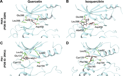 Figure S3 Docked pose and hydrogen bond interactions of quercetin and isoquercitrin with STE family serine/threonine kinases.