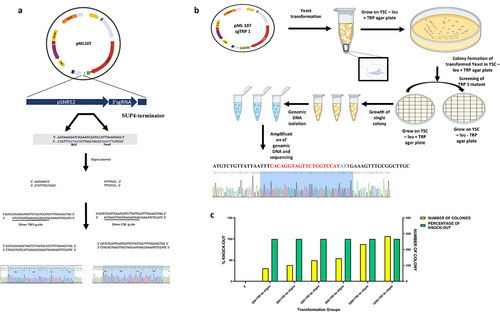Figure 1. (a) Cloning of target sites in pML-107, (b) CRISPR-Cas9 mediated screening and mutagenesis, and (c) figure represents the total number of transformants and percentage of mutagenesis at TRP1 site, the different concentrations of CRISPR-Cas9-TRP1 plasmid was co-transformed with TRP mutant ds-oligo, in S. cerevisiae.