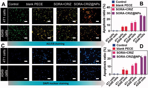 Figure 7. Morphological screening of control, blank PECE, SORA + CRIZ, and SORA–CRIZ@NPs. (A, B) AO/EB staining and respective apoptosis ratio. The scale bar = 100 µm. (C, D) DAPI staining with respective apoptosis ratio. The scale bar = 100 µm.