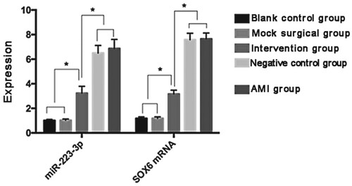 Figure 1. Expression of miR-233-3p and SOX6 mRNA in the myocardium of rats. The expression levels of miR-233-3p and SOX6 mRNA were not significantly different between the BCG and MSG (P > 0.05). The expression levels of miR-233-3p and SOX6 mRNA in the BCG and MSG were lower than those in the AMIG, IG, and NCG (P < 0.05). There was no significant difference in the expression levels of miR-233-3p and SOX6 mRNA between the AMIG and NCG (P > 0.05). However, miR-233-3p expression levels in the AMIG and NCG were higher than those in the IG (P > 0.05). * P < 0.05.