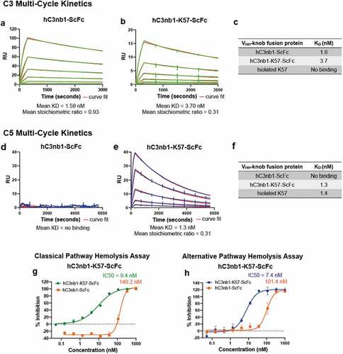 Figure 8. The VHH- knob domain fusion protein confers binding and function in hemolysis assays.Panels (a–b) show representative sensorgrams for hC3nb1-ScFc and hC3nb1-K57-ScFc binding to human C3 by SPR multi-cycle kinetics, the data are shown in green. Panels (d–e) show representative sensorgrams for hC3nb1-ScFc and hC3nb1-K57-ScFc binding to human C5 by SPR multi-cycle kinetics, the data are shown in blue. All data shows the curves fit from a 1:1 binding model shown in red. The mean KD and stoichiometric values (n = 3) are shown below the graphs. Tables c and f are representing the mean KDs in nM compared to the respective isolated knob peptide from our previous reports.Citation5 Panel (g) shows the hC3nb1-ScFc (orange) inhibits the CP,Citation20 however, the addition of a C5 inhibiting domain in hC3nb1-K57-ScFc (green) markedly increased the potency of CP antagonism. Panel (h) shows the hC3nb1-ScFc (orange) inhibits the AP, as previously reported,Citation20 but the addition of a C5 inhibiting domain in hC3nb1-K57-ScFc (blue) markedly increased the potency of AP antagonism. The mean IC50 values (n = 3) are shown on the respective graphs