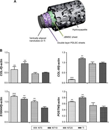 Figure 10 (A) The schematics showing the structure of the Ti/cell sheets/HA complex. (B) Expression of COL-I, COL-III, S100A4, and POSTN by the cell sheets in the Ti/cell sheets/HA complexes after 1 month of in vitro culture in the absence of osteogenic supplements, as measured by qRT-PCR.Notes:**P<0.01 and ***P<0.001 compared with the Ti control.Abbreviations: HA, hydroxyapatite; JBMSC, jaw bone marrow mesenchymal stem cell; NT, nanotube; PDLSC, periodontal ligament stem cell; qRT-PCR, quantitative reverse-transcription polymerase chain reaction; Ti, titanium.