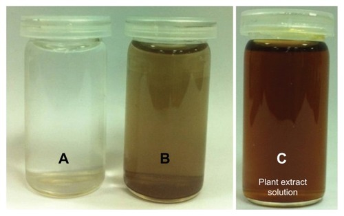 Figure 2 Digital photograph of the aqueous solutions of (A) silver nitrate (AgNO3) without addition of the plant extract, (B) AgNO3 with the addition of the plant extract, and photograph of (C) the pure plant extract at a concentration of 0.1 g/mL. Images (A and B) were recorded after 72 hours.