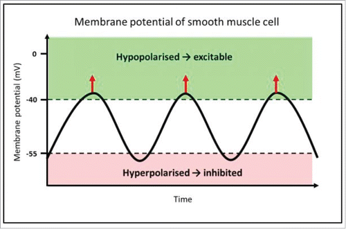FIGURE 1. Mechanism of rhythmic contractions of smooth muscle, driven by pacemaker activity from ICC. This diagram represents the membrane potential of a smooth muscle cell, which is alternating between hyperpolarised and hypopolarised states; this pattern is referred to as slow waves. The function of slow waves is to change membrane potential from a state of low open probability (hyperpolarised) for voltage-dependent calcium ion (Ca2+) channels to open (−80 to −55 mV), to a hypopolarised state, where there is elevated probability of Ca2+ channel opening (−40 to −25 mV). Where the membrane potential is above the threshold for action potentials, voltage-gated Ca2+ channels open, and allow Ca2+ influx, indicated by the red arrows.Citation17 This transient Ca2+ influx then initiates smooth muscle contraction. This is the mechanism by which slow waves drive rhythmic contractions of smooth muscle.