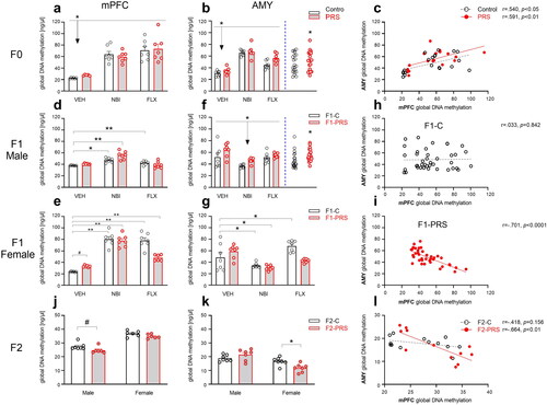 Figure 3. PRS- and drug- induced changes in global DNA methylation in F0, F1 and F2. In F0 (a-c), NBI and FLX treatment increased methylation levels in mPFC (a). In the AMY (b), NBI and FLX increased methylation, as did PRS; PRS effects across drug conditions are depicted to the right of blue dashed line. (c) Methylation levels in mPFC and AMY were positively correlated in both Control and PRS rats. In F1 offspring (d-i), NBI or FLX treatment increased methylation levels in male (d) and female (e) mPFC. In males (d), PRS followed by NBI treatment led to higher methylation than PRS or NBI exposure alone. PRS followed by FLX resulted in control-like methylation levels. In F1 female mPFC (e), PRS marginally increased methylation levels in F1-VEH offspring, and subsequent NBI or FLX treatment amplified this effect. In the AMY of F1 males (f), maternal NBI treatment decreased methylation regardless of PRS, while PRS increased methylation across drug conditions (depicted to the right of blue dashed line). In F1 female AMY (g), PRS had no effect. Maternal NBI treatment decreased methylation regardless of PRS, and maternal FLX increased methylation levels in F1-C but not F1-PRS rats. We found no correlation between mPFC and AMY methylation in F1-C (h), and a negative correlation in F1-PRS (i). In F2 offspring (j-l), we found in the mPFC a trend toward decreased methylation in males, and no effect in females (j). In AMY, we found no effect in males, while F2-PRS females showed decreased methylation levels relative to F2-C (k). We found no correlation between mPFC and AMY methylation in F2-C, and a negative correlation in F2-PRS (l). Data presented as means and standard errors, and/or individual values. #p < 0.075. *p < 0.05. **p < 0.001.