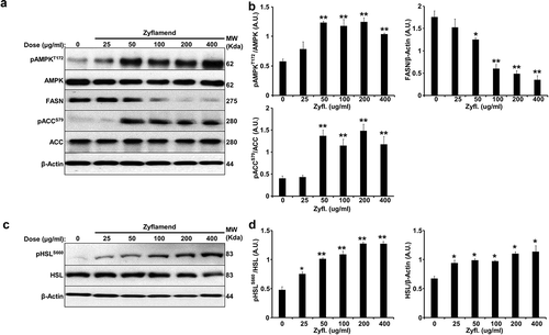 Figure 5. Zyflamend inhibits lipogenesis and induces lipolysis in fully differentiated 3T3-MBX adipocytes. Total lysates from fully differentiated 3T3-MBX adipocytes treated with the indicated concentrations of Zyflamend for 24 hr were immunoblotted for markers of lipogenesis (a-b) and lipolysis (c-d). Representative immunoblots from three independent experiments are shown. (b-d) Bar graphs represent pAMPKT172/AMPK, FASN/β-Actin, pACCS79/ACC, pHSLS660/HSL, and HSL/β-Actin as means + SEM. *p < 0.05, **p < 0.01 indicate significant difference between the indicated concentration of Zyflamend and control untreated cells