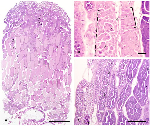 Figure 2. Photomicrographs of the ovary segments: (A) Low magnification view of the ovarioles within the ovaries showing sequential linear maturation of the oocytes (1), accompanied by trophocytes (2) (bar = 1mm); (B) The most cranial portion of an ovariole is the terminal filament (solid bar) composed of somatic and undifferentiated stem cells embedded between discoid cells (3) within an epithelial sheath (4). Germarium (dashed bar) includes cystocyte rosettes (5) which develop into a single oocyte and accompanying trophocytes (bar = 20µm); (C) Cranial portion of vitellarium showing the distinct arrangement of oocytes (1) into a single row, separated by nurse cell chambers (2). There is a distinct germinal vesicle within each oocyte (3) (bar = 100 µm).