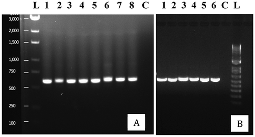 Fig. 2 PCR band of ~650 bp size obtained using the universal eukaryotic primers UN-UP18 S42 and UN-LO28 S576B for fungi isolated from cannabis inflorescences. Left panel (a) – L = molecular weight ladder; 1 = Penicillium glabrum; 2 = P. manginii; 3 = Talaromyces pinophilus; 4 = P. olsonii; 5 = P. spathulatum; 6 = P. pancosmium; 7 = P. simplicissimum; 8 = P. terrigenum; C = control (no DNA). Right panel (b) – 1 = Botrytis cinerea; 2 = Alternaria alternata; 3 = Fusarium oxysporum; 4 = F. proliferatum; 5 = F. sporotrichiodes; 6 = F. graminearum; C = Control (no DNA); L = molecular weight ladder